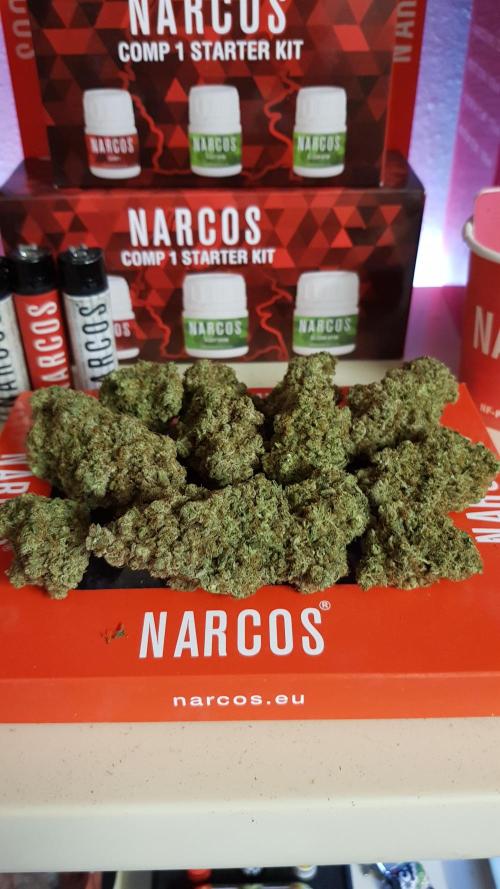 Narcos Seeds Kingping/pin Kush. Week 21