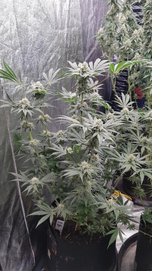 Fruity Fusion. Week 11