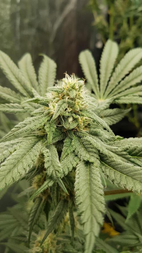 Fruity Fusion. Week 11