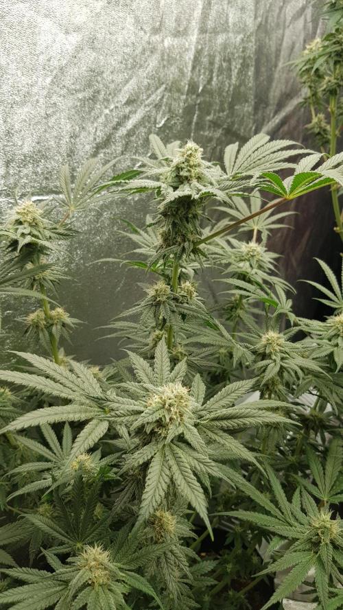 Fruity Fusion. Week 11