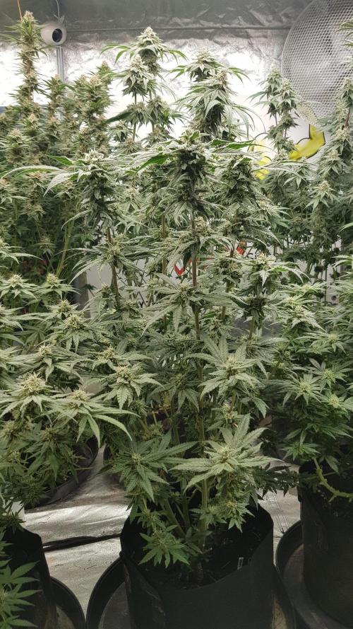 Sherbet with Paya. Week 11