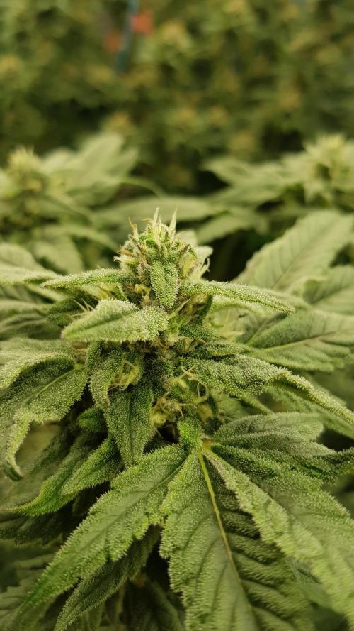 Sherbet with Paya. Week 11