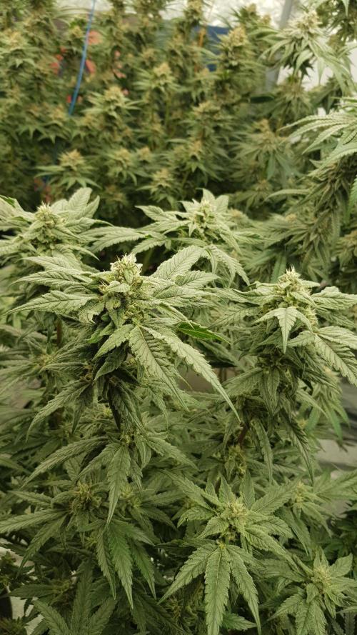 Sherbet with Paya. Week 11