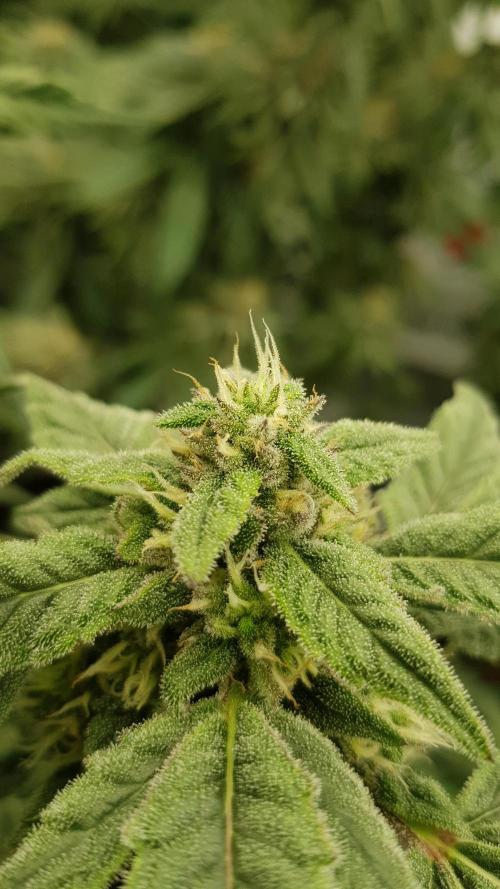 Sherbet with Paya. Week 11