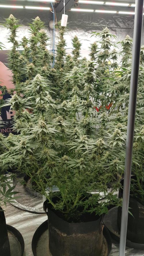 Expedition Asia. Week 11