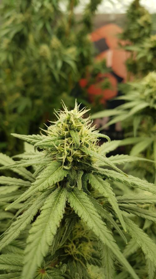 Expedition Asia. Week 11