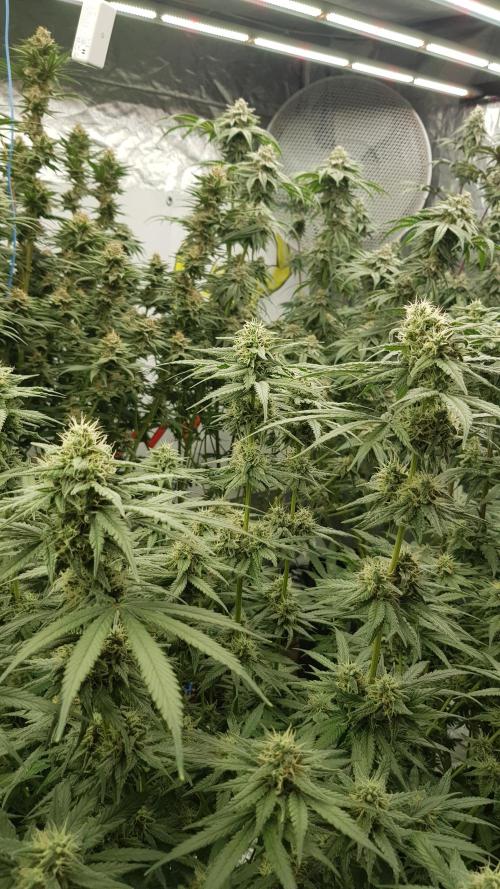 Expedition Asia. Week 11