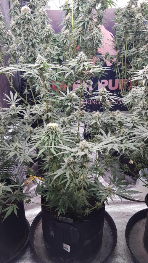 Ultimate Rapier Hunt. Week 11