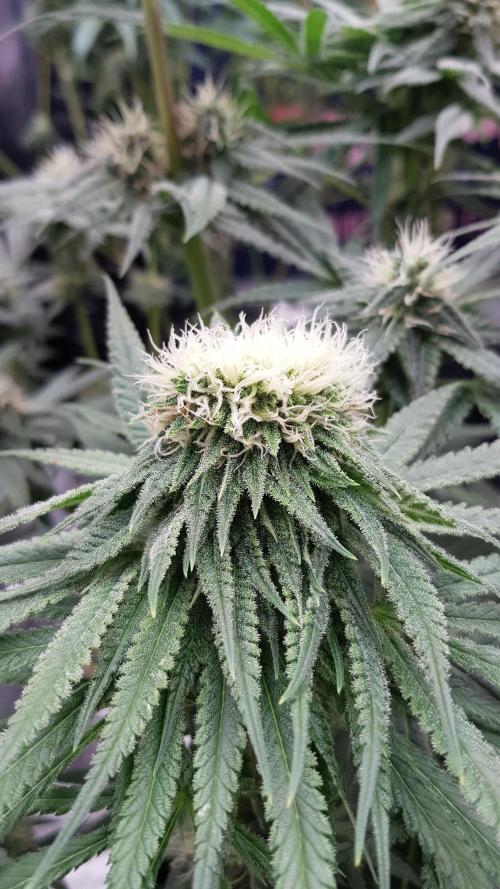 Ultimate Rapier Hunt. Week 11