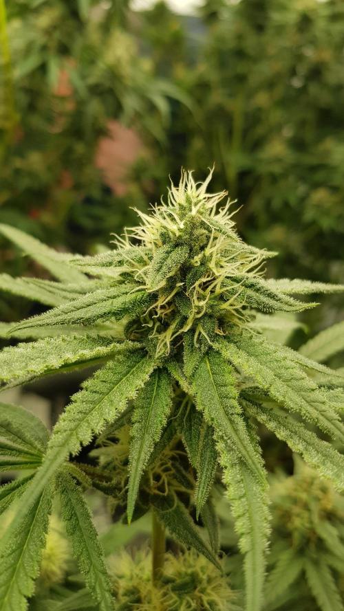 Ultimate Rapier Hunt. Week 11