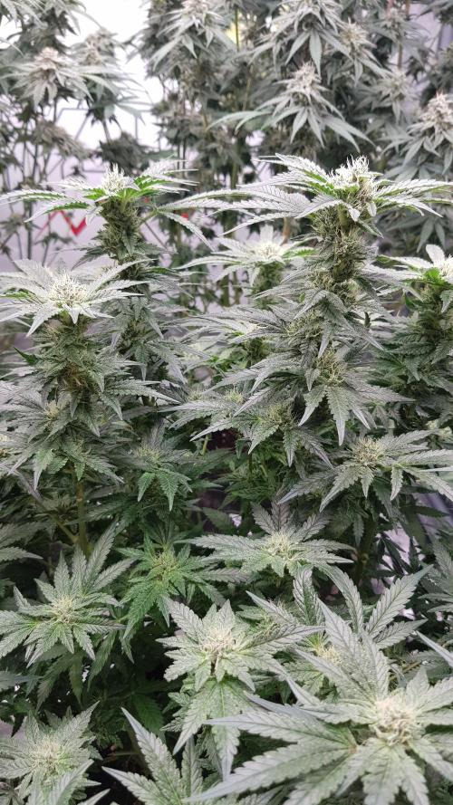 Fruity Dunk Shot. Week 11