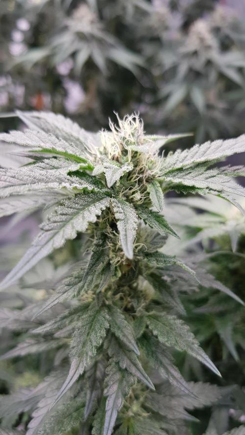 Fruity Dunk Shot. Week 11