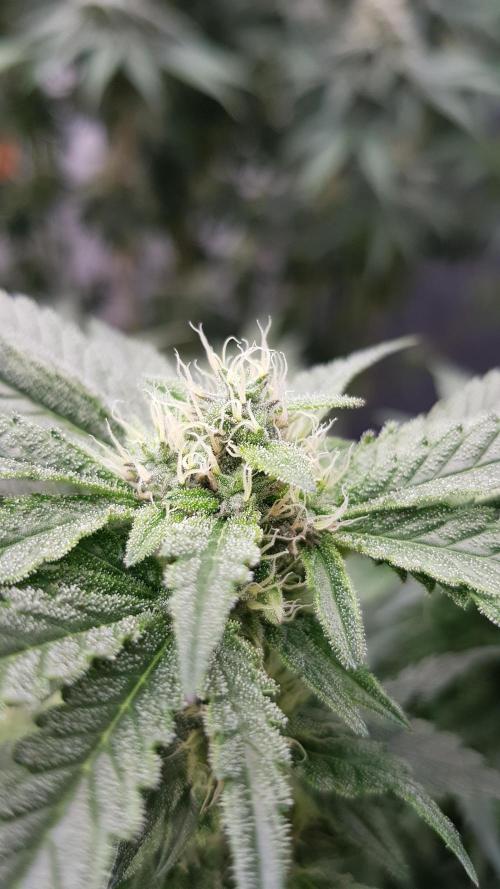 Fruity Dunk Shot. Week 11