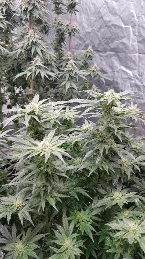 Fruity Dunk Shot. Week 11