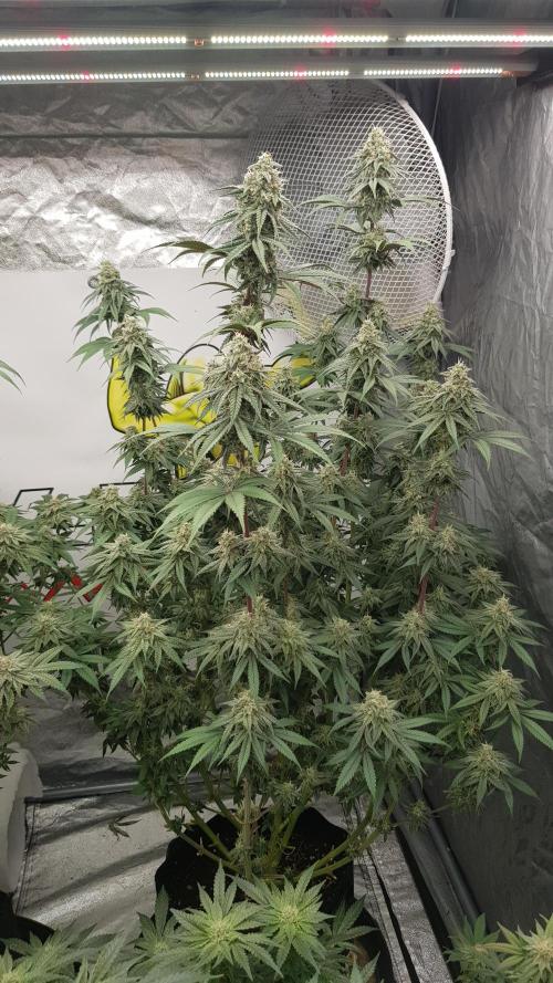 Muffinz Fusion. Week 11