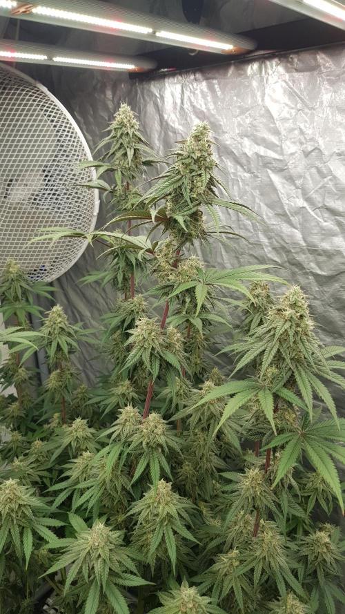 Muffinz Fusion. Week 11