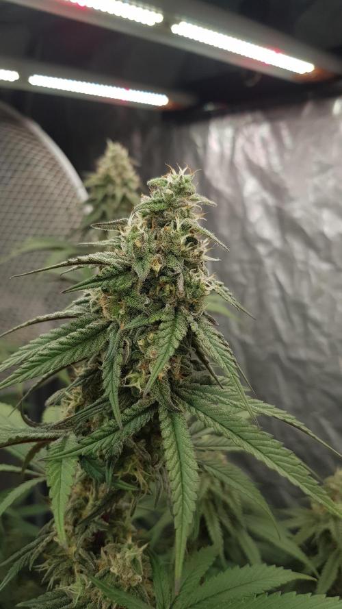 Muffinz Fusion. Week 11