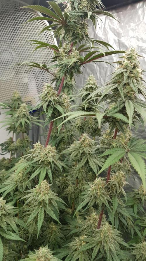 Muffinz Fusion. Week 11