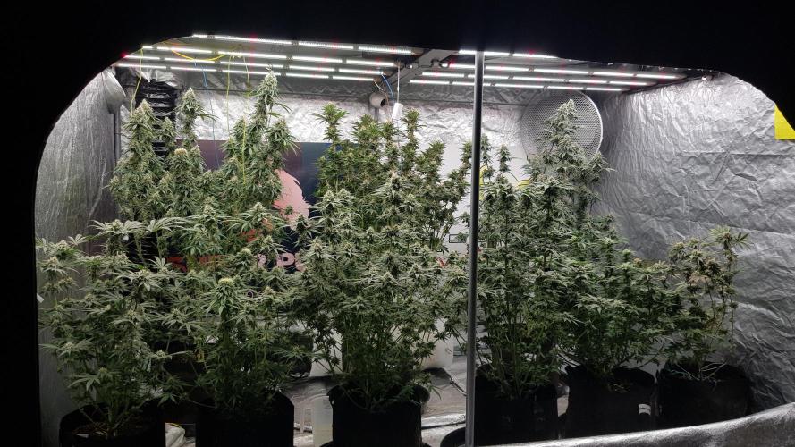 Rainbow Dreams. Week 11