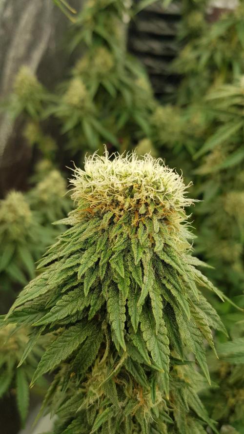 Rainbow Dreams. Week 11