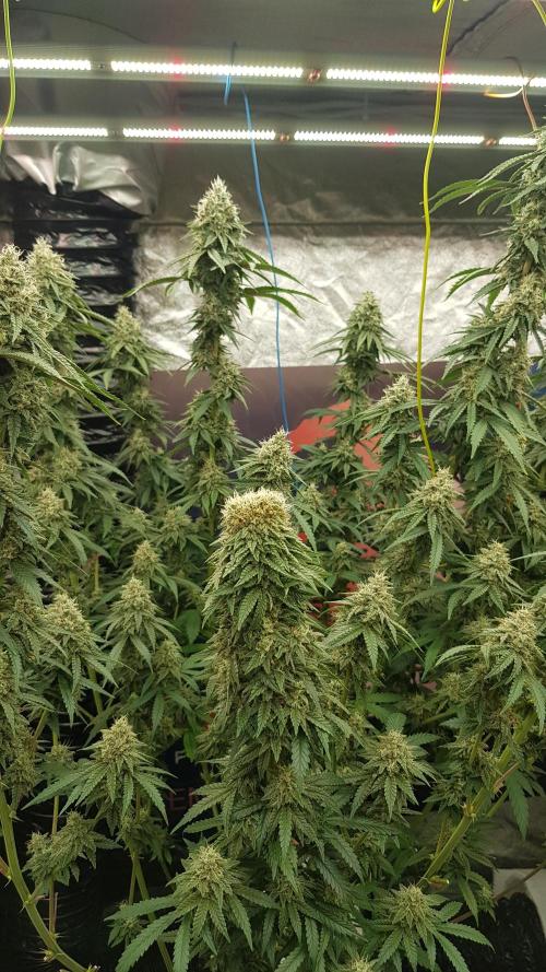 Rainbow Dreams. Week 11