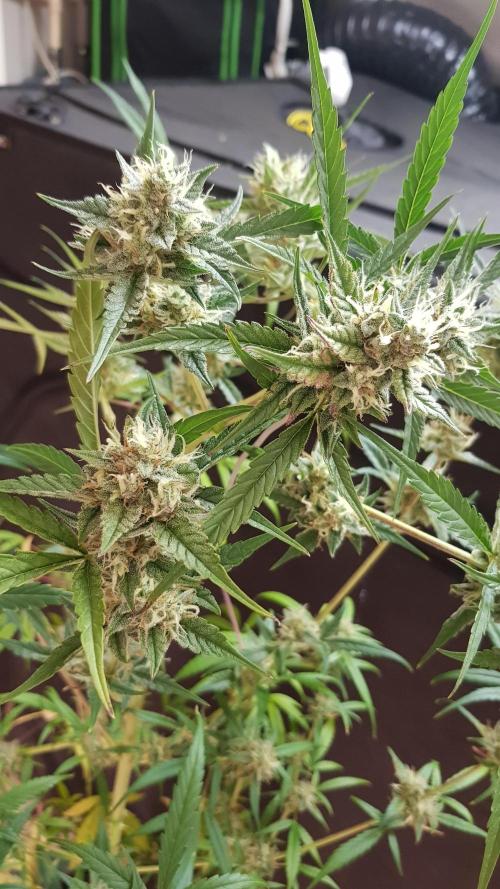 Day Counter. Week 11