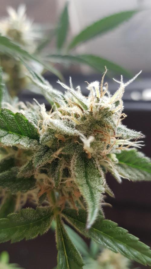 Day Counter. Week 11