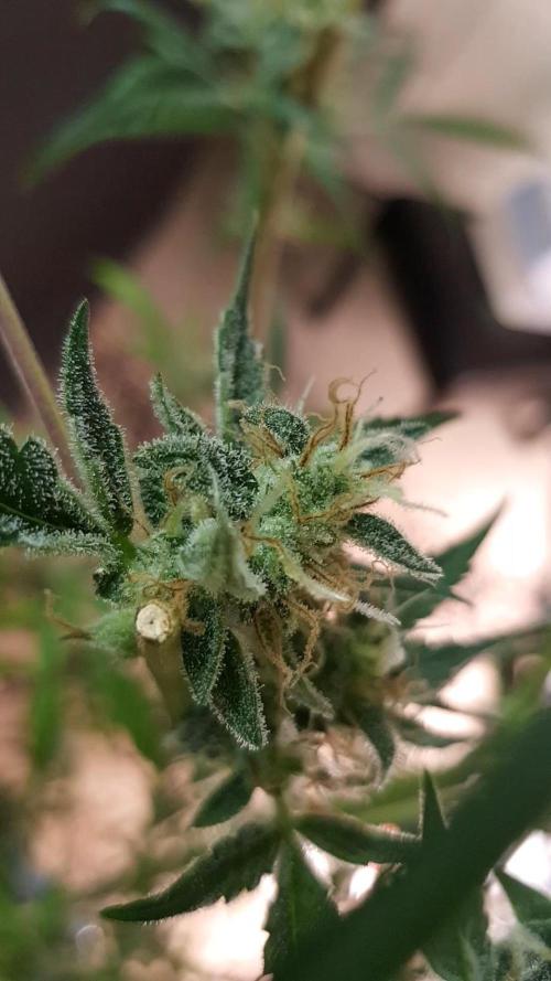 Day Counter. Week 11