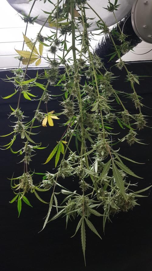 Day Counter. Week 11