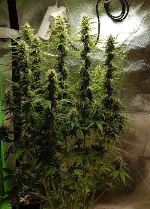 Spider Hunt. Week 11