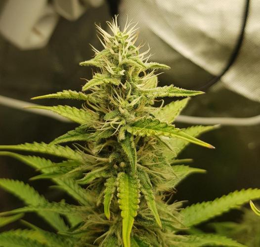 Spider Hunt. Week 11