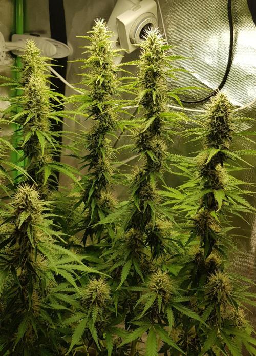 Spider Hunt. Week 11