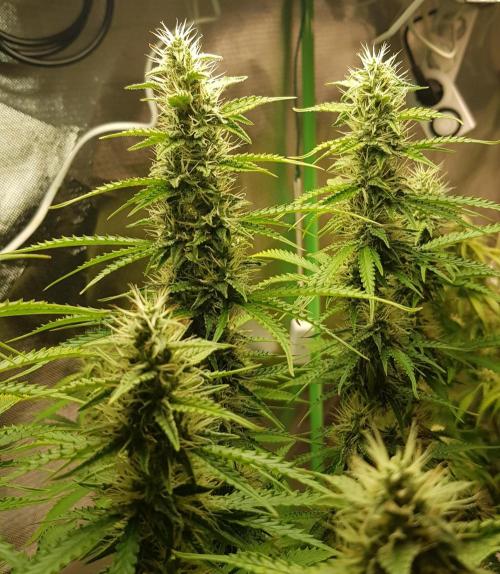 Spider Hunt. Week 11