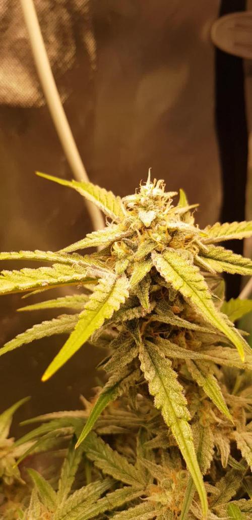 Fractal Collection #2