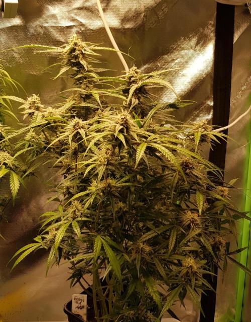 Fractal Collection #2. Week 11