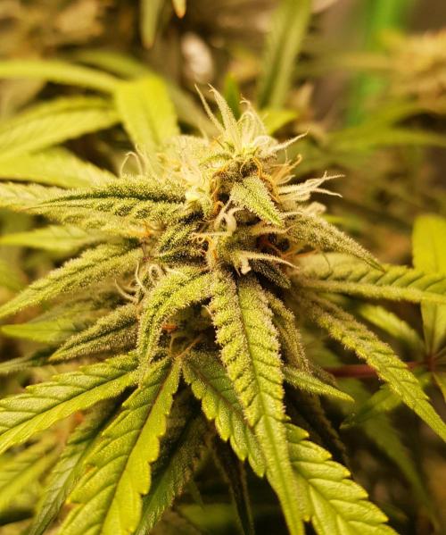 Fractal Collection #2. Week 11