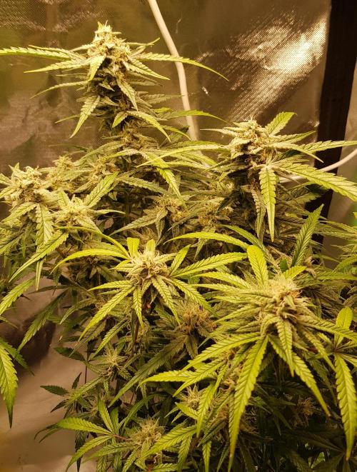 Fractal Collection #2. Week 11