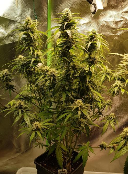 Opium goes Black #2. Week 11