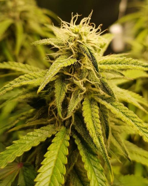 Opium goes Black #2. Week 11