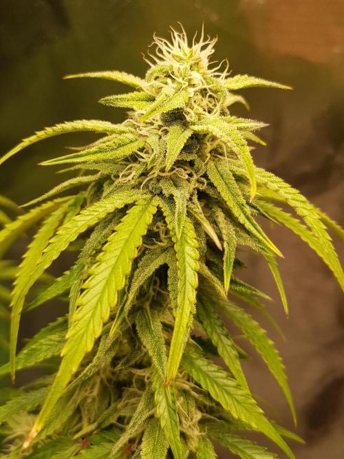 Opium goes Black #2. Week 11