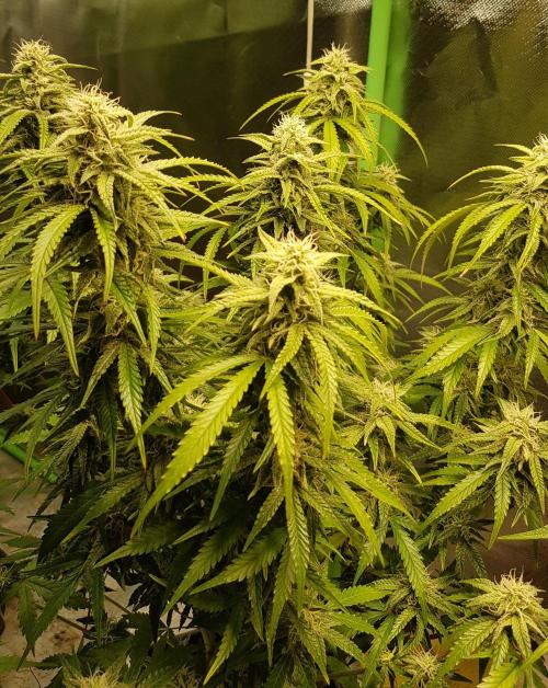 Opium goes Black #2. Week 11