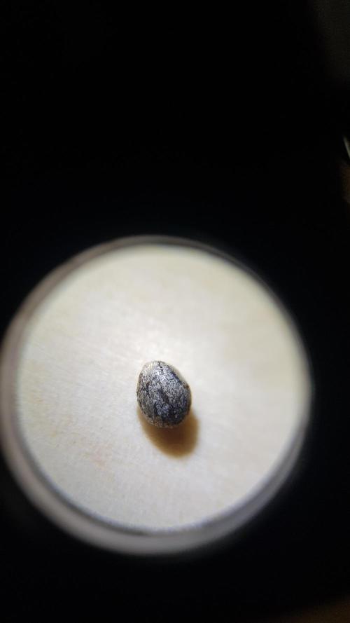 🥦Eternity Grow Cup |GGD. Week 0