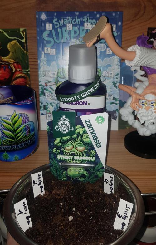 🥦Eternity Grow Cup |GGD. Week 0