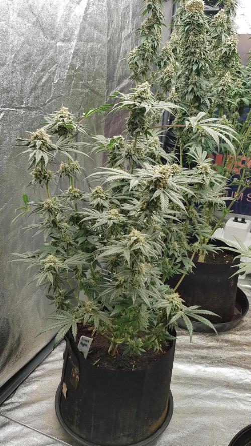 Fruity Fusion. Week 12