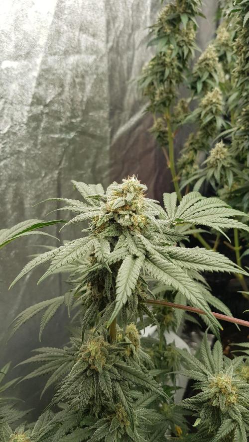 Fruity Fusion. Week 12