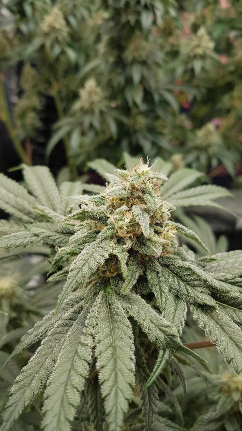 Fruity Fusion. Week 12