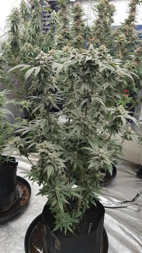 Sherbet with Paya. Week 12