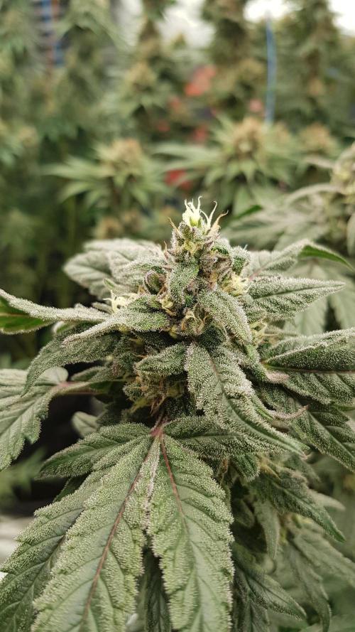 Sherbet with Paya. Week 12