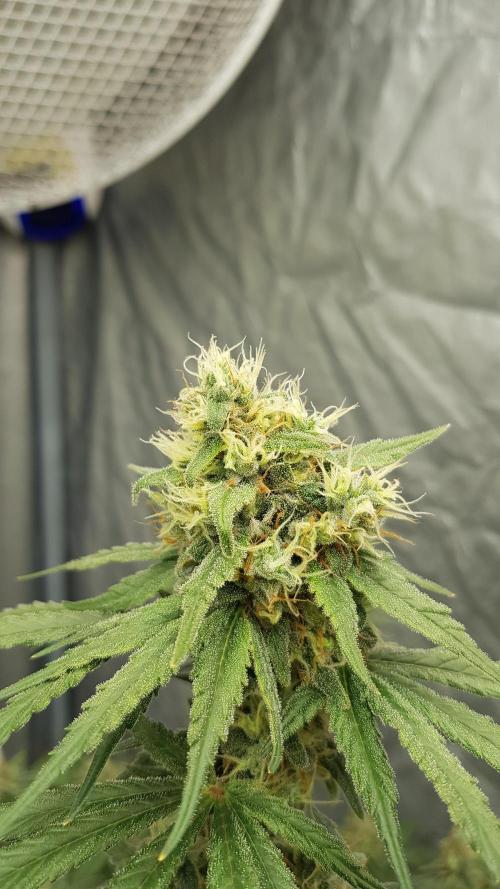 Expedition Asia. Week 12