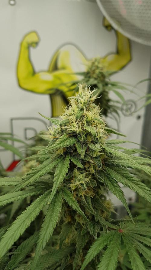 Expedition Asia. Week 12